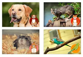 Vorschau - Arbeitsblätter - Haustiere, Nutztiere und Wildtiere - Seite 2