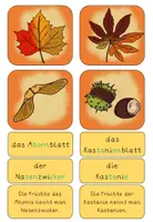 Vorschau - Spiele - Laubbäume und Früchte Lesespiel -Vorschule/Klasse 1/2 - Seite 2