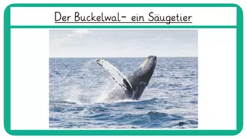 Vorschau - Stationenlernen - Materialpaket- Wissenskarten: 5 Klassen der Wirbeltiere - Seite 2