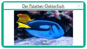 Vorschau - Stationenlernen - Wissenskarten Fische- Paletten-Doktorfisch und Walhai - Seite 3