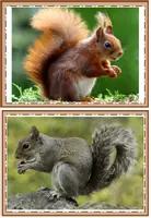 Vorschau - Präsentationen/Tafelbilder - Eichhörnchen Tafelmaterial - Seite 2