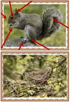 Vorschau - Präsentationen/Tafelbilder - Eichhörnchen Tafelmaterial - Seite 3