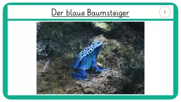Vorschau - Stationenlernen - Wissenskarten Amphibien- blauer Baumsteiger und Feuersalamander - Seite 3
