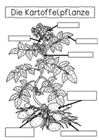 Vorschau - Arbeitsblätter - Arbeitsblatt - Kartoffelpflanze - Seite 3