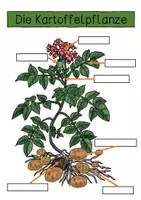 Vorschau - Arbeitsblätter - Arbeitsblatt - Kartoffelpflanze - Seite 2