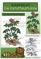 Vorschau - Arbeitsblätter - Arbeitsblatt - Kartoffelpflanze - Deckblatt