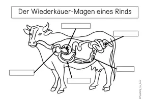 Vorschau - Arbeitsblätter - Arbeitsblatt - Der Wiederkäuer-Magen eines Rinds - Seite 3