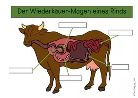 Vorschau - Arbeitsblätter - Arbeitsblatt - Der Wiederkäuer-Magen eines Rinds - Seite 2