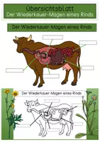 Vorschau - Arbeitsblätter - Arbeitsblatt - Der Wiederkäuer-Magen eines Rinds - Deckblatt