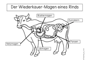 Vorschau - Arbeitsblätter - Übersichtsblatt - Der Wiederkäuer-Magen eines Rinds - Seite 3
