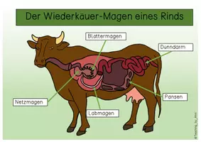 Vorschau - Arbeitsblätter - Übersichtsblatt - Der Wiederkäuer-Magen eines Rinds - Seite 2