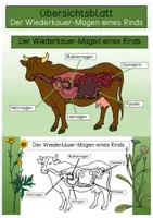 Vorschau - Arbeitsblätter - Übersichtsblatt - Der Wiederkäuer-Magen eines Rinds - Deckblatt