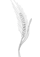 Vorschau - selbst erstellte Cliparts/Grafiken - Cliparts und Doodles zum Getreide im PNG-Format - Seite 3