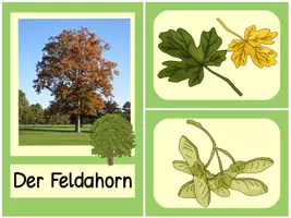 Vorschau - Präsentationen/Tafelbilder - Bäume, Blätter und ihre Früchte - Bild-/Legekarten zum Zuordnen - Seite 2