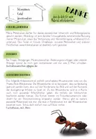 Vorschau - Merkblätter - Die Rote Waldameise - Wissenskartei - Seite 1