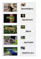 Vorschau - Spiele - Tiermemory Regenwald - Seite 1