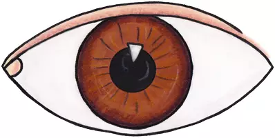 Vorschau - selbst erstellte Cliparts/Grafiken - Clipart Mein Körper Körperteile Sinne - Seite 2