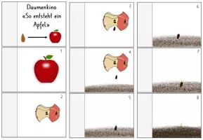 Vorschau - Mal- und Bastelvorlagen - Daumenkino vom Kern zum Apfel (farbig) - Seite 1