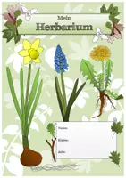 Vorschau - Experimente - Mein Herbarium - Druckvorlage mit Anleitung - Seite 1