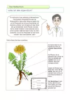 Vorschau - Experimente - Mein Herbarium - Druckvorlage mit Anleitung - Seite 2