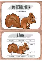 Vorschau - Text - Eichhörnchen - Wissenskartei - Seite 1