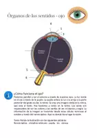 Vista previa - Hojas de trabajo - hoja de trabajo: órganos de los sentidos - ojo - Portada