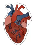 Aperçu - Présentation / Support pour le tableau - Cartes d’images Organes – Cartes d’images & Cartes de texte pour Corps & Organes - Page 1