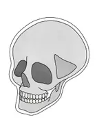 Aperçu - Présentation / Support pour le tableau - Squelette Cartes d’images - Cartes d’image et de texte sur les os - Page 2