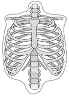 Aperçu - Présentation / Support pour le tableau - Squelette Cartes d’images - Cartes d’image et de texte sur les os - Page 3