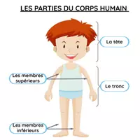 Aperçu - Apprentissages en autonomie - Le corps humain - planches et manipulation - Page 3