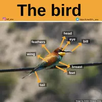 Aperçu - Affichage - The bird - Page de couverture