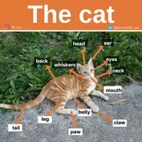 Aperçu - Affichage - The Cat - Page de couverture