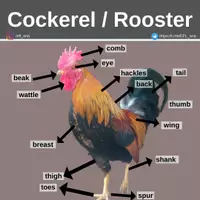 Aperçu - Affichage - The cockerel rooster - Page de couverture
