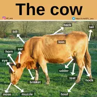 Aperçu - Affichage - The Cow - Page de couverture