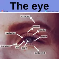 Aperçu - Affichage - THE EYE - Page de couverture