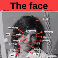Aperçu - Affichage - The face - Page de couverture