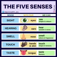 Aperçu - Affichage - THE FIVE SENSES - Page de couverture