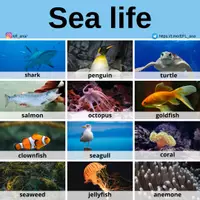 Aperçu - Affichage - Sea life - Page de couverture
