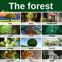 Aperçu - Affichage - The forest - Page de couverture