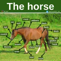 Aperçu - Affichage - The horse - Page de couverture