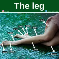 Aperçu - Affichage - The leg - Page de couverture