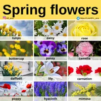 Aperçu - Affichage - Spring flowers - Page de couverture