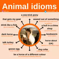 Aperçu - Affichage - Idioms: Animals - Page de couverture
