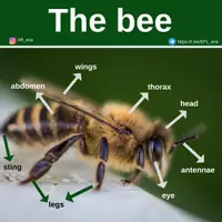 Aperçu - Affichage - The bee - Page de couverture