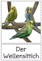 Aperçu - Cartes / Images - DaF/Z - Haustiere - Bildkarten - Finde jemanden, der... - Page 3