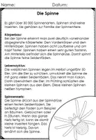 Vorschau - Arbeitsblätter - Infopaket Spinnen- Lebenszyklus, Körperbau - Seite 1