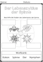 Vorschau - Arbeitsblätter - Infopaket Spinnen- Lebenszyklus, Körperbau - Seite 3