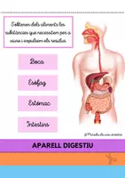 Vista previa - Hojas de trabajo - EL COS HUMÀ PER DINS - página 3