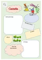 Vista previa - Hojas de trabajo - Hoja informativa árboles de hoja caduca - castaño - página 1
