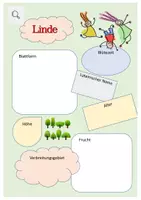 Vista previa - Manualidades / Dibujos para colorear - Árboles de perfil - tilo (alemán) - página 1